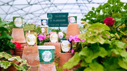 MUSEUM-ALL-CANDLES-CHEVRELOUP-2023.jpg Uzupełniacz Frangipani Carrière Frères