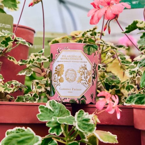 cf-pdp-bougie-geranium02-1600x1600-1.jpeg Świeca Geranium Carrière Frères