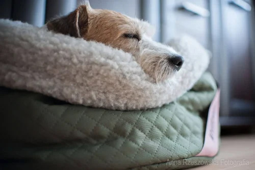 Legowisko Bow Meow Grafit MYDOGUE