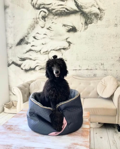 bow-meow-grafitowy-1 Legowisko Bow Meow Grafit XL MYDOGUE