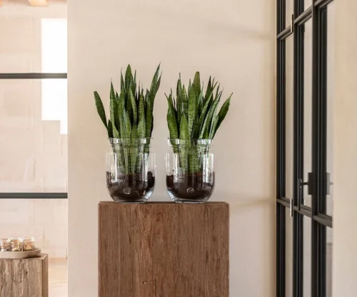 Wazon Blow Medium Gommaire