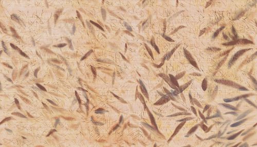 VP 1014 01 Cérès - D'un battement d'ailes